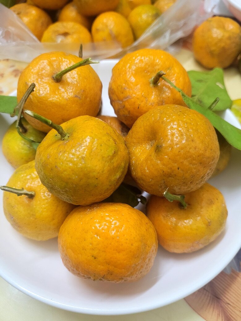 Loại quả amp;#34;tốt nhất thế giớiamp;#34; chỉ có ở Thanh Hoá, xưa rụng đầy gốc nay thành đặc sản Tết được ưa chuộng, 40.000 đồng/kg - 3