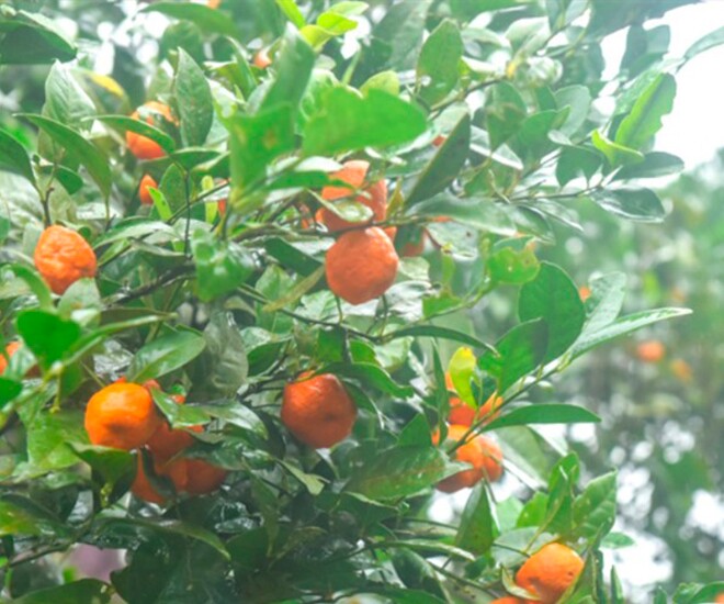 Loại quả amp;#34;tốt nhất thế giớiamp;#34; chỉ có ở Thanh Hoá, xưa rụng đầy gốc nay thành đặc sản Tết được ưa chuộng, 40.000 đồng/kg - 1