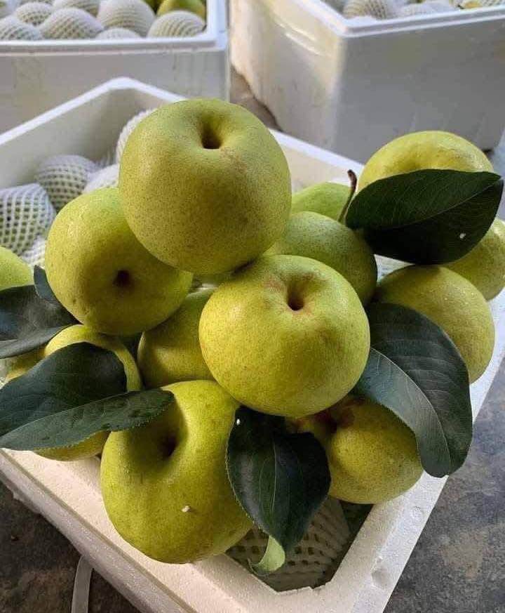 Loại quả “tốt nhất thế giới” chỉ có ở Tuyên Quang, trồng một lần thu hoạch nhiều năm, thành đặc sản nổi tiếng 70.000 đồng/kg - 2
