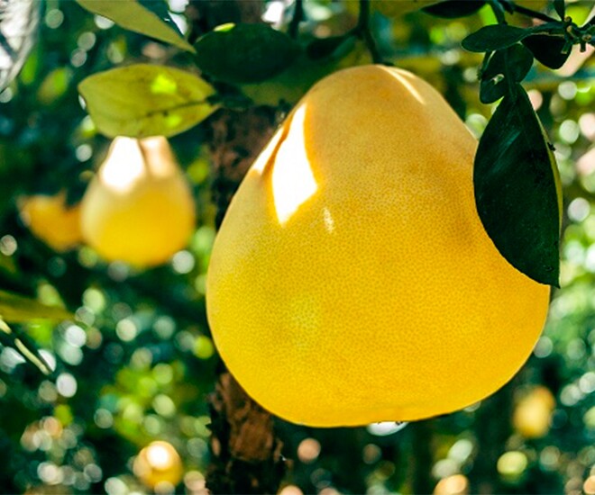 Loại quả amp;#34;tốt nhất thế giớiamp;#34; chỉ có ở Vĩnh Long, trồng một lần thu hoạch nhiều năm, thành đặc sản được ưa chuộng - 1