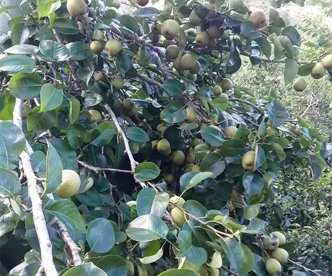 Loại quả amp;#34;tốt nhất thế giớiamp;#34; được trồng bạt ngàn ở Việt Nam, thành đặc sản từ 15.000 đồng/kg, tốt cho sức khỏe - 1