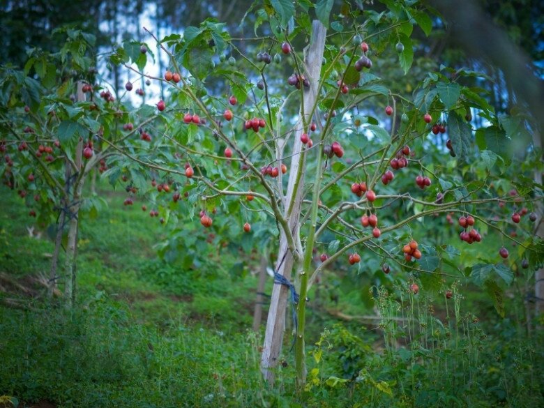 Loại quả amp;#34;tốt nhất thế giớiamp;#34;, Việt Nam trồng bạt ngàn thành đặc sản nổi tiếng giá 70.000 đ/kg, tốt cho sức khoẻ - 4