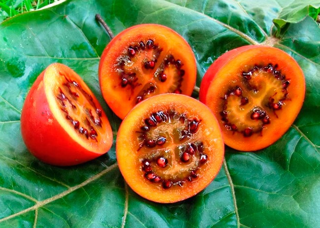 Loại quả amp;#34;tốt nhất thế giớiamp;#34;, Việt Nam trồng bạt ngàn thành đặc sản nổi tiếng giá 70.000 đ/kg, tốt cho sức khoẻ - 3