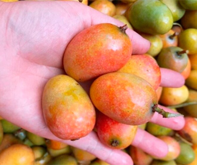 Loại quả xưa chín rụng đầy gốc nay thành đặc sản có hương vị gây amp;#34;nghiệnamp;#34;, 65.000 đồng/kg chị em thành phố thích mê - 1