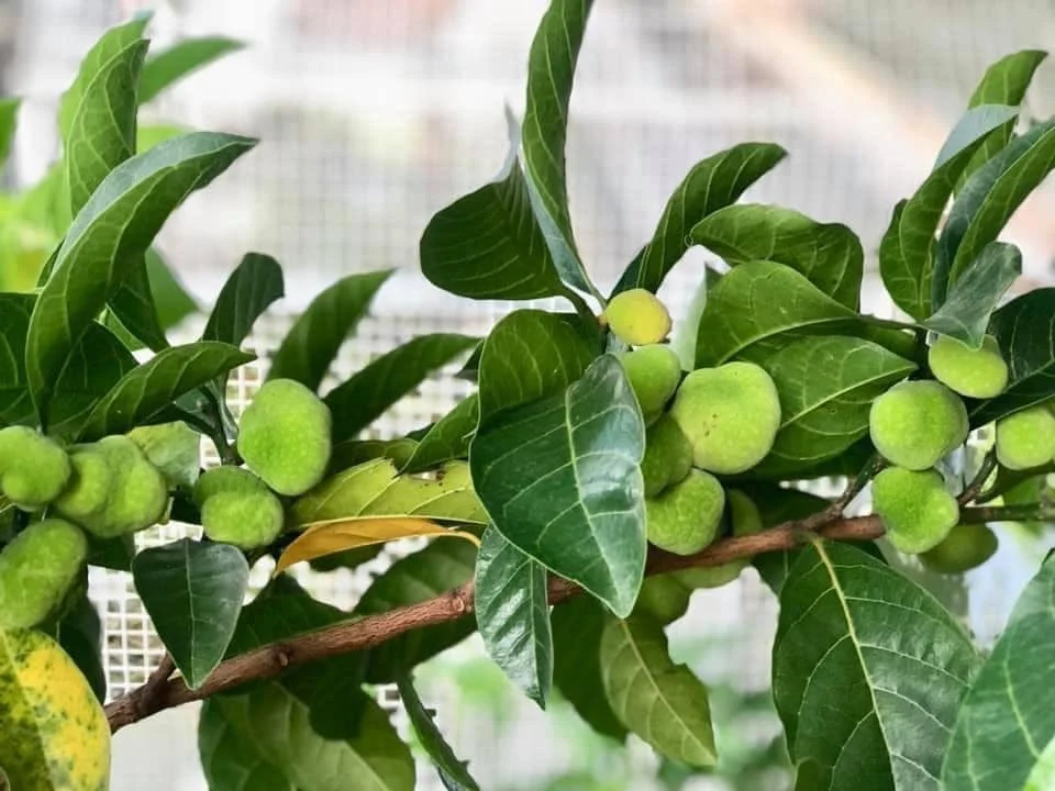Loại quả dại xanh hay chín đều ăn được, xưa rụng đầy sân giờ thành đặc sản được ưa chuộng, tốt cho sức khoẻ - 2