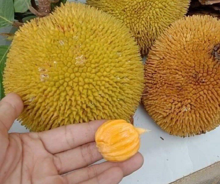 Loài quả xưa không ai biết đến, nay thành đặc sản được ưa chuộng ở thành phố giá 90.000 đồng/kg, tốt cho sức khoẻ - 3