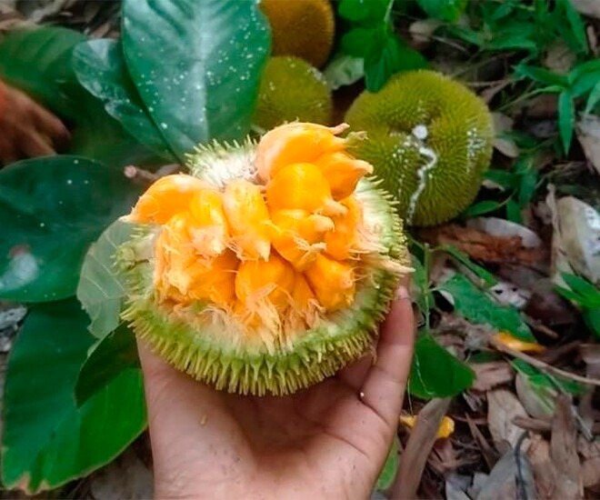 Loài quả xưa không ai biết đến, nay thành đặc sản được ưa chuộng ở thành phố giá 90.000 đồng/kg, tốt cho sức khoẻ - 1