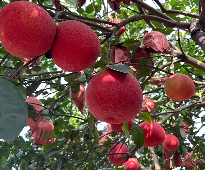 Loại quả xưa không ai ngó ngàng, nay thành đặc sản được dân thành phố ưa chuộng dịp Tết 2026, 400.000 đồng/quả - 1