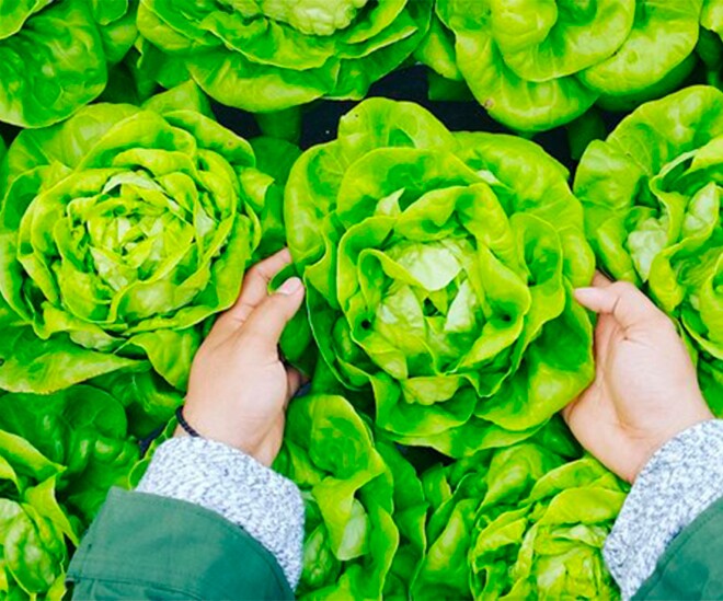 Loại rau amp;#34;tốt bậc nhất thế giớiamp;#34; ở Việt Nam được trồng bạt ngàn thành đặc sản, giá từ 15.000 đồng/kg, tốt cho sức khỏe - 1