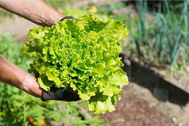 Loại rau amp;#34;tốt bậc nhất thế giớiamp;#34; ở Việt Nam được trồng bạt ngàn thành đặc sản, giá từ 15.000 đồng/kg, tốt cho sức khỏe - 4