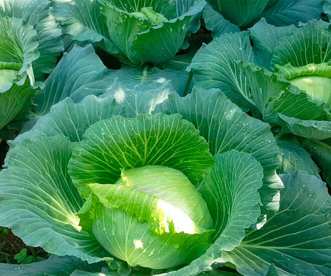 Loại rau amp;#34;tốt bậc nhất thế giớiamp;#34; ở Việt Nam được trồng bạt ngàn thành đặc sản, giá từ 8.000 đồng/kg, tốt cho sức khỏe - 1