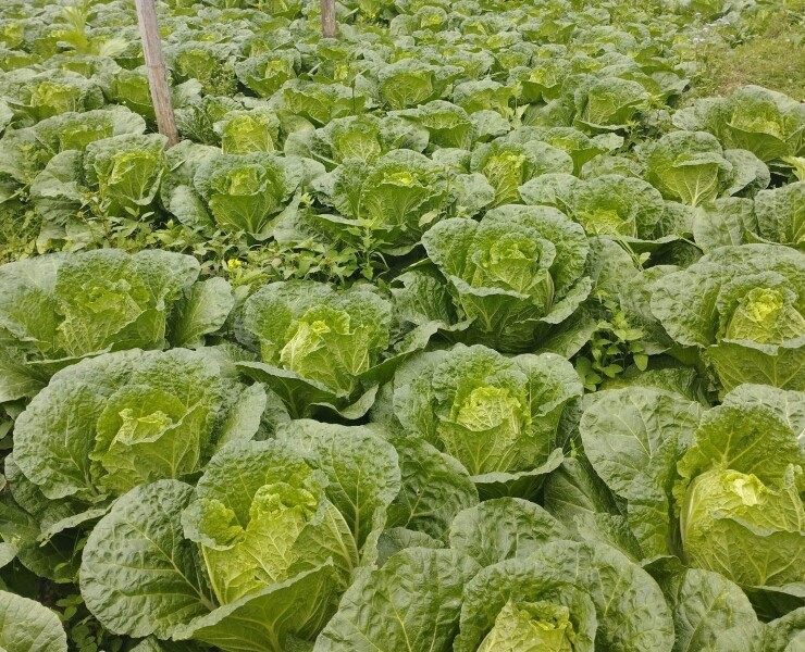 Loại rau amp;#34;tốt bậc nhất thế giớiamp;#34;, Việt Nam trồng bạt ngàn thành đặc sản giá từ 10.000 đồng/kg, tốt cho sức khỏe - 2