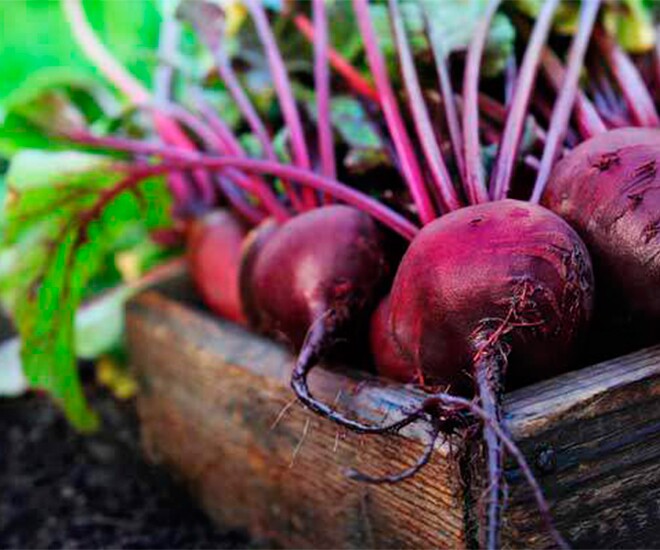 Loại rau amp;#34;tốt nhất thế giớiamp;#34; được trồng bạt ngàn ở Việt Nam, thành đặc sản nổi tiếng giá 25.000 đ/kg, tốt cho sức khoẻ - 1