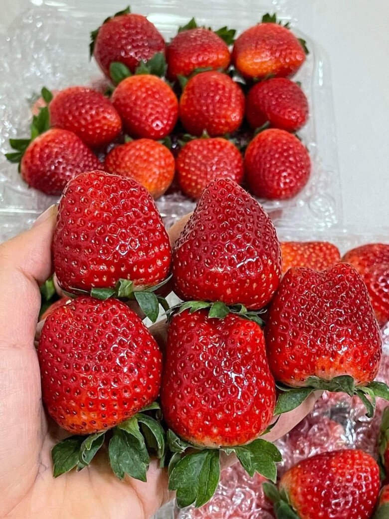 Loại quả amp;#34;tốt nhất thế giớiamp;#34; chỉ có ở Sơn La, trồng 2 tháng cho thu hoạch, thành đặc sản nổi tiếng giá 250.000 đồng/kg - 4