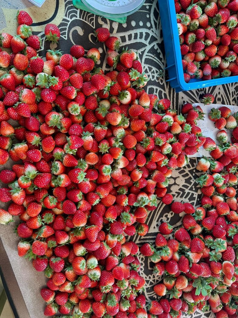 Loại quả amp;#34;tốt nhất thế giớiamp;#34; chỉ có ở Sơn La, trồng 2 tháng cho thu hoạch, thành đặc sản nổi tiếng giá 250.000 đồng/kg - 2