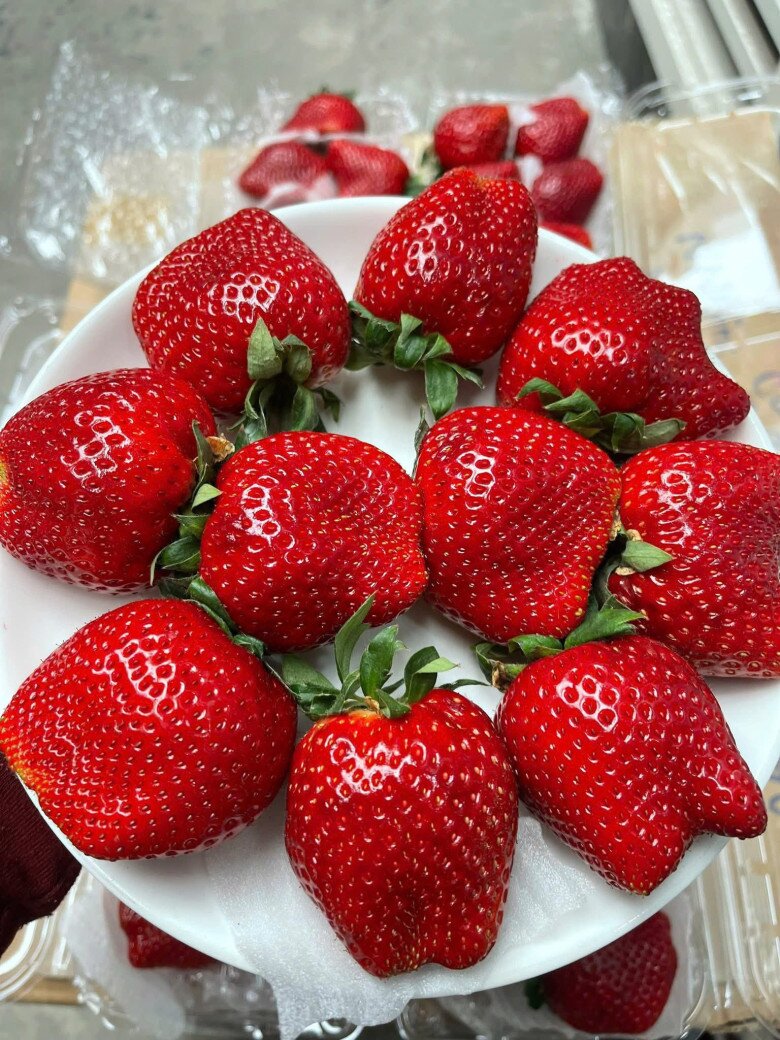 Loại quả amp;#34;tốt nhất thế giớiamp;#34; chỉ có ở Sơn La, trồng 2 tháng cho thu hoạch, thành đặc sản nổi tiếng giá 250.000 đồng/kg - 3