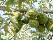 Loại quả "ngon nhất thế giới" là đặc sản nổi tiếng, ở Việt Nam trồng một lần thu hoạch nhiều năm, 300.000 đồng/kg