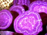 Sức khỏe - Đặc sản xưa người nghèo ăn "cứu đói", nay thành món khoái khẩu ở thành phố vì hương vị lạ, tốt cho sức khỏe