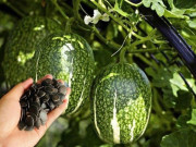 Tiêu dùng - Loại quả leo bờ rào xưa không ai biết, nay thành đặc sản khoái khẩu được ưa chuộng dịp Tết, 260.000 đồng/kg