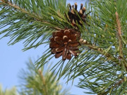 Sức khỏe - Loại quả đắt đỏ bậc nhất thế giới, Việt Nam trồng bạt ngàn thành đặc sản nổi tiếng 400.000 đồng/kg, tốt cho sức khoẻ