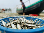 Sức khỏe - Loài cá ở quê "tốt hơn cá hồi", xưa cho lợn ăn nay thành đặc sản khoái khẩu được ưa chuộng, tốt cho sức khoẻ