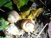 Tiêu dùng - "Lộc trời" xuất hiện khi trời mưa, xưa không ai ngó ngàng nay thành đặc sản nổi tiếng, dân bắt về bán 150.000 đồng/kg