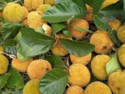 Sức khỏe - Loài quả xưa không ai biết đến, nay thành đặc sản được ưa chuộng ở thành phố giá 90.000 đồng/kg, tốt cho sức khoẻ