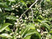 Tiêu dùng - Loại hạt xưa rụng đầy gốc không ai ăn, nay thành đặc sản được ưa chuộng, trồng bạt ngàn ở Việt Nam thu hoạch nhiều năm