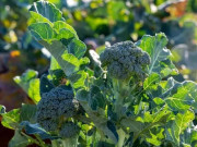 Sức khỏe - Loại rau được Đại học Harvard xếp hạng "tốt nhất thế giới", Việt Nam trồng bạt ngàn chỉ 15.000 đ/kg, tốt cho sức khoẻ