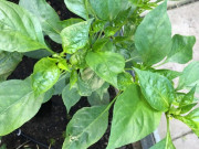 Sức khỏe - Loại lá xưa không ai ăn, nay thành đặc sản được người thành phố ưa chuộng vì hương vị đặc biệt, tốt cho sức khoẻ