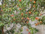 Tiêu dùng - Loại quả “tốt nhất thế giới” chỉ có ở Lào Cai,  trồng một lần thu hoạch nhiều năm, thành đặc sản nổi tiếng 90.000 đồng/kg