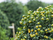 Sức khỏe - Loại quả được Đại học Harvard xếp hạng “tốt nhất thế giới”, Việt Nam trồng bạt ngàn thành đặc sản dịp Tết, tốt cho sức khoẻ