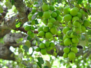 Loại quả “tốt nhất thế giới” chỉ có ở Khánh Hoà, thành đặc sản hút khách dịp Tết, trồng một lần thu hoạch nhiều năm