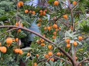 Sức khỏe - Loại quả xưa chín rụng đầy sân nay thành đặc sản, trồng một lần thu hoạch nhiều năm, tốt cho sức khoẻ