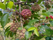 Sức khỏe - Loại quả xưa chín rụng không ai ngó ngàng, nay thành đặc sản lạ ở thành phố 170.000 đồng/kg, tốt cho sức khoẻ