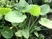 Sức khỏe - Cây dại mọc bờ mương xưa cho lợn ăn, nay thành đặc sản khoái khẩu giá 80.000 đ/kg, tốt cho sức khoẻ