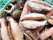 Tiêu dùng - Đặc sản nghe tên "ngượng đỏ mặt" chỉ có ở miền Trung, xưa không ai ăn nay thành món khoái khẩu được ưa chuộng, 150.000 đồng/kg