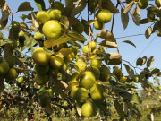 Sức khỏe - Loại quả "tốt nhất thế giới" chỉ có ở Hải Phòng, nay thành đặc sản Tết Bính Ngọ được ưa chuộng, tốt cho sức  khoẻ