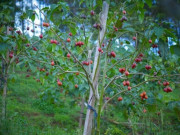 Sức khỏe - Loại quả "tốt nhất thế giới", Việt Nam trồng bạt ngàn thành đặc sản nổi tiếng giá 70.000 đ/kg, tốt cho sức khoẻ