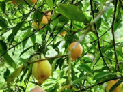 Sức khỏe - Loại quả mọc dại xưa không ai ngó ngàng, nay dân hái về bán 180.000 đồng/kg thành đặc sản, tốt cho sức khoẻ