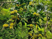 Sức khỏe - Loại hạt "tốt nhất thế giới", Việt Nam trồng bạt ngàn thành đặc sản đắt khách dịp Tết, tốt cho sức khoẻ