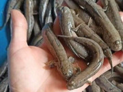 Tiêu dùng - Đặc sản chỉ có ở Ninh Bình chui lên từ bùn đất, xưa không ai ngó ngàng nay dân thành phố ưa chuộng, 200.000 đồng/kg