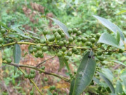 Sức khỏe - Loại quả chỉ có ở Tây Nguyên, nay thành đặc sản dịp Tết vì có mùi thơm đặc biệt, tốt cho sức khoẻ