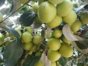 Tiêu dùng - Loại quả "tốt nhất thế giới" chỉ có ở Bắc Ninh, thành đặc sản hút khách dịp Tết, trồng một lần thu hoạch nhiều năm