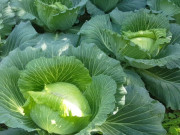 Sức khỏe - Loại rau "tốt bậc nhất thế giới" ở Việt Nam được trồng bạt ngàn thành đặc sản, giá từ 8.000 đồng/kg, tốt cho sức khỏe