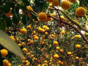 Tin tức - Loại quả "tốt nhất thế giới" chỉ có ở Hà Nội, trồng một lần thu hoạch nhiều năm, thành đặc sản được ưa chuộng dịp Tết