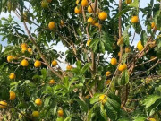 Đặc sản có tên "ngượng đỏ mặt", xưa không ai biết nay được ưa chuộng dịp Tết giá 80.000 đ/kg, thu hoạch quanh năm