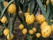 Sức khỏe - Loại quả đắt nhất thế giới, Việt Nam trồng 10 tháng cho thu hoạch, thành đặc sản nổi tiếng tốt cho sức khoẻ