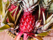 Loại quả "tốt nhất thế giới" chỉ có ở Tây Ninh, thành đặc sản bày mâm ngũ quả Tết, trồng 11 tháng cho thu hoạch