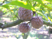 Loại quả "tốt nhất thế giới" chỉ có ở Bắc Ninh, trồng một lần thu hoạch nhiều năm, thành đặc sản lạ giá 70.000 đồng/kg